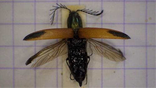 Réf. 274 694 : Ctenicera virens